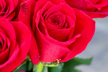 Close up of red roses.