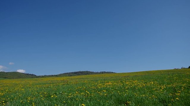 Meadow full of blooming dandelions in the spring above the village
