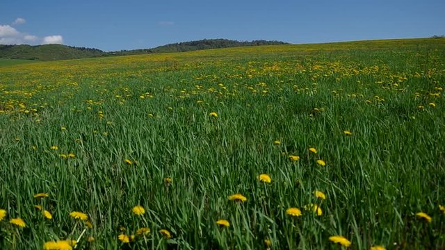 Meadow full of blooming dandelions in the spring above the village
