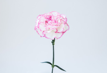 White and  pink carnation  on white backgrond.