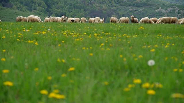 Flock of sheep grazes in a meadow in spring
