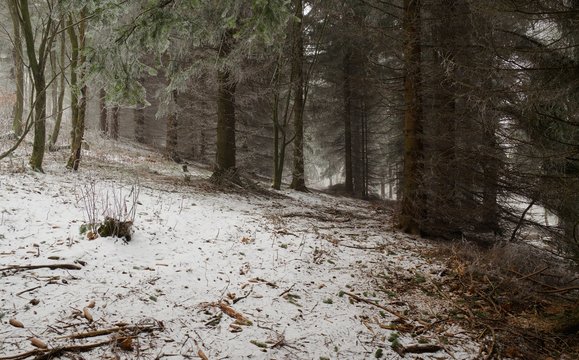 Fototapeta The spruce forest in winter fog.