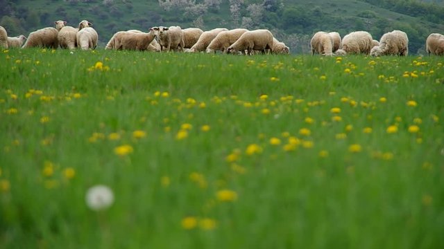 Flock of sheep grazes in a meadow in spring
