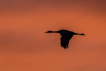 Fototapeta na wymiar Sandhill crane at sunset, Bosque del Apache National Wildlife Refuge, New Mexico