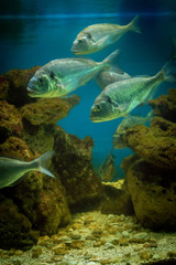 Fish in aquarium in Umag