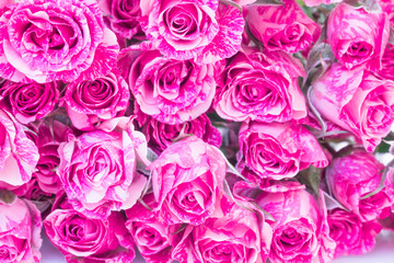 Two-Tone Pink Roses.