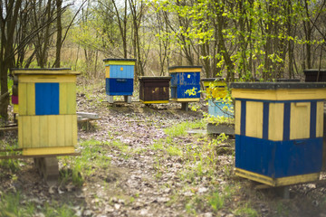 Apiary bees and hives on meadow