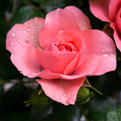 Rose mit Tropfen