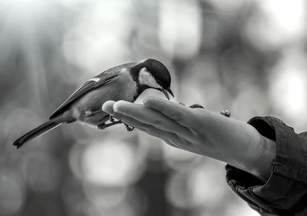 Fototapeta premium dziki ptak na dłoni.