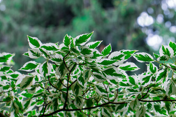 Fototapeta premium white and green leaves.