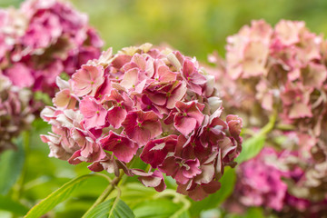 Hydrengeas flowers.