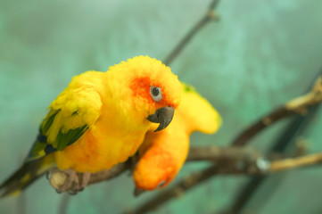 Colorful yellow parrot