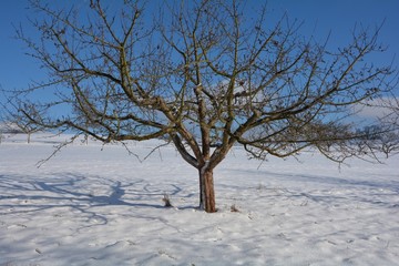 Fototapeta na wymiar Ein Baum im Schnee mit blauem Himmel