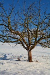 Fototapeta na wymiar Ein Baum im Schnee mit blauem Himmel