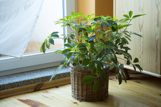 Schefflera plant in pot at home