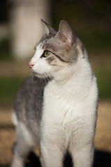 White grey cat