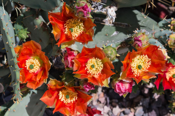 Orange Prickly Pear Cactus Flower