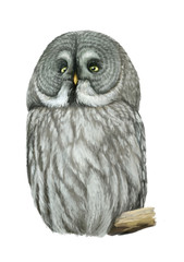 Cartoon owl - illustration for children