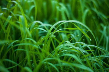 Fresh green grass with dew drops close up. Green background.