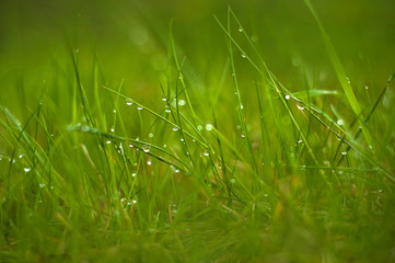 Fresh green grass with dew drops close up. Green background.