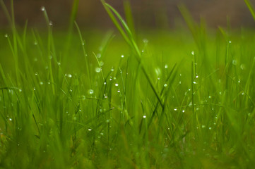 Fresh green grass with dew drops close up. Green background.