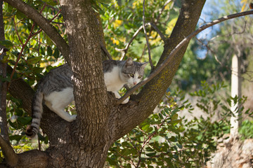 White grey cat