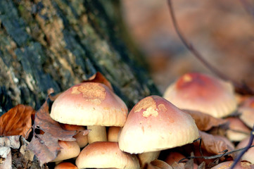 mushrooms 2