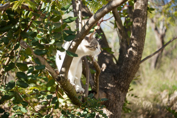 White grey cat