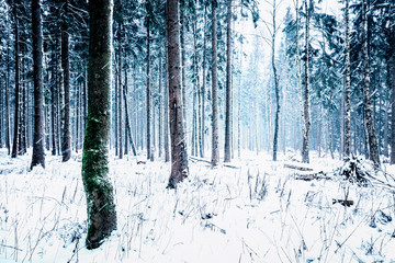 Fototapeta premium Winterliche Impression im verschneiten Wald