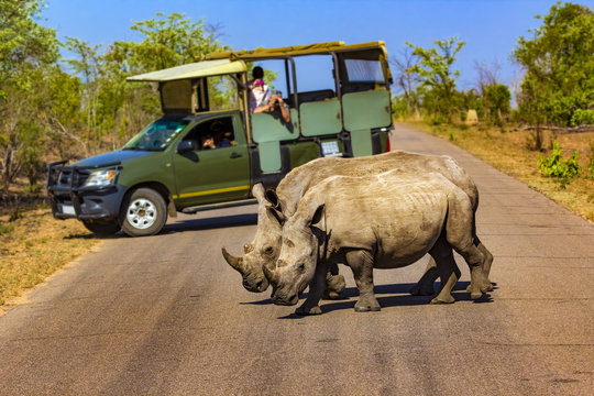 Fototapeta South Africa. Safari in Kruger National Park - White rhinos (subspecies south white rhinoceros, Ceratotherium simum simum). Selective focus in the foreground