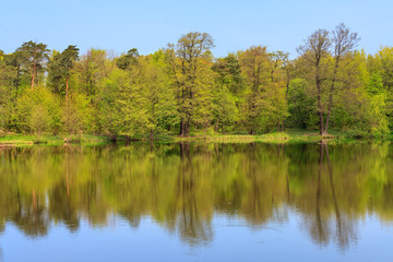Spring forest reflected in the lake on a sunny day