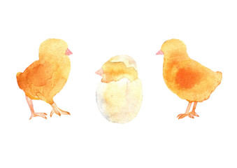  Baby chicens and chick hatching from an egg. 
