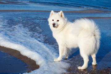 white Samoyed dog walks near the sea in winter