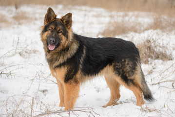 Beautiful long-haired sheep dog in winter outdoors