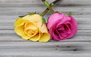 Two roses - pink and yellow on wood background.