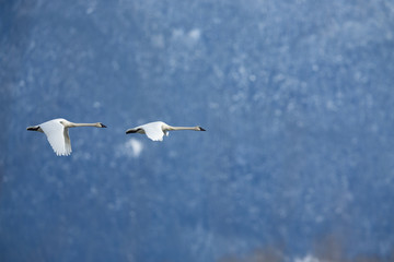 Cranes in Flight
