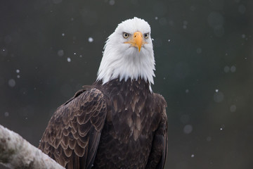 Bald Eagle Portrait
