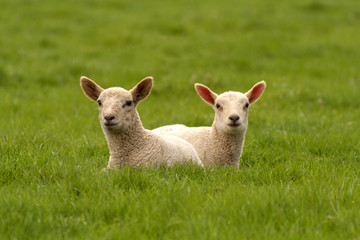 Naklejka na ściany i meble Spring Lambs