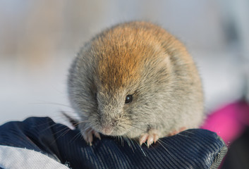 Vole mouse at winter