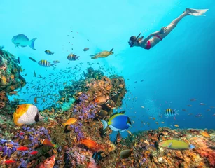 Wall murals Diving Beautiful coral reef with young freediver woman