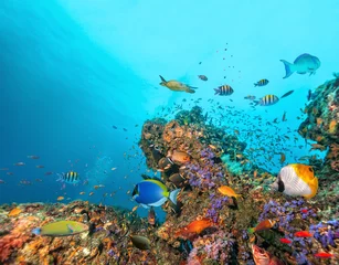 Fototapeten Wunderschönes Korallenriff mit bunten Fischen herum © Jag_cz