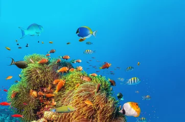 Gordijnen Mooie anemonen met gekleurde vissen eromheen © Jag_cz