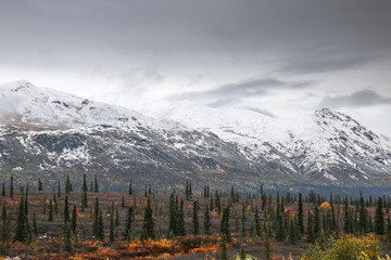 Alaska Tundra