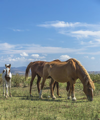 Fototapeta na wymiar Brown horses and pinto foal grazing near the sea in Puglia (Italy)