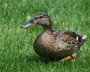 A mallard hen walking through the grass.
