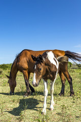 Brown horse and pinto foal grazing near the sea in Puglia (Italy)