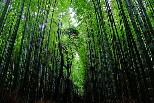 Bamboo trees