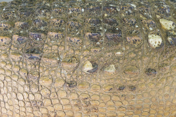 Crocodile skin texture. Shot in South Africa.