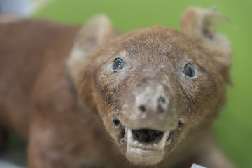 Wild animals staff in the museum