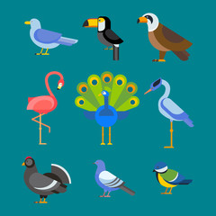Birds vector set illustration isolated